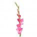 Gladiolus - Pink